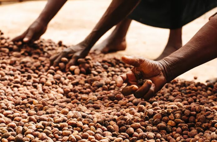 Shea-Nut-scaled (1)